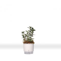 Vaso Autoirrigável Raiz - Mini Vaso Autoirrigável Raiz - Mini